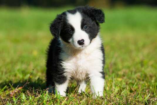 bordercollie-puppy