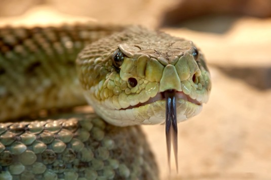 rattlesnake-653642_960_720[1]
